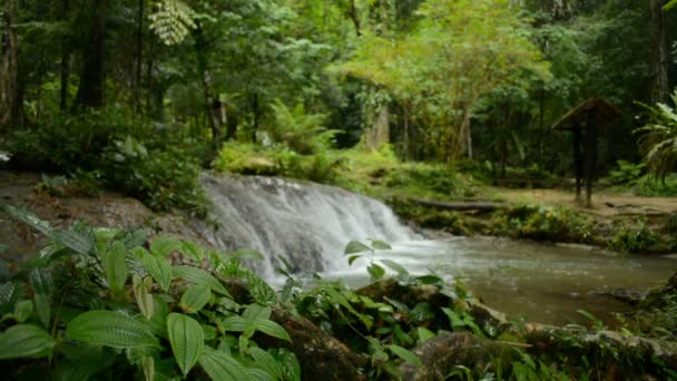 Close Lush Foliage Plants Growing Cascade Waterfall Rapid Flows Pond — Stockvideo