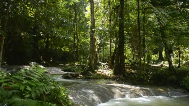 Bela Paisagem Floresta Folhagem Exuberante Dia Ensolarado Corrente Água Flui — Vídeo de Stock