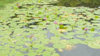 Panning shot dense waterlilies on water surface in the pond. Clump of pink lotus flowers and leaves in the swamp. Reflection on water surface. Plants and floral.