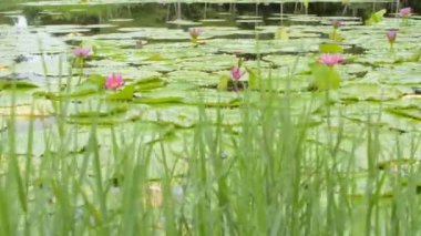 Take a boat ride in the morning to see blossom lotus in natural pond. Beautiful scene of blooming pink water lilies in the swamp. Rural scene.