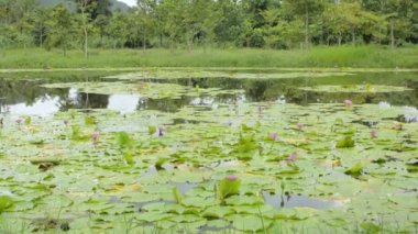 Suyun yüzeyinde yoğun nilüfer çiçekleri ve yapraklarla gölün etrafında yürürken. Pembe nilüferlerin açtığı bataklık manzarası. Kırsal alan.
