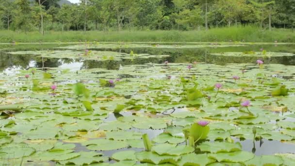 Morning Scenery Lotus Flowers Blooming Pond Rural Scene Blossom Water — Vídeos de Stock