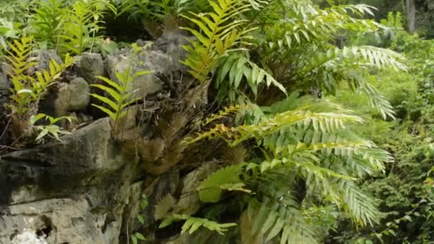 Fougère Dense Poussant Sur Roche Dans Forêt Tropicale Plantes Feuillues — Video