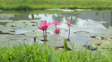Scenery in the park with pink lotus flowers in the ditch are blooming in the morning. Beautiful water lilies are raised above water surface in canal.