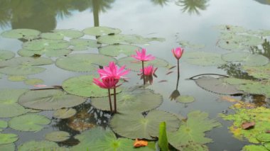 Beautiful pink lotus flowers blooming in the pond. Morning scene with blossom waterlilies growing above water. Reflection of sky and coconut tree on water surface. Plants and flora.