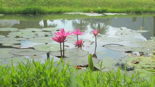 Scenery Park Pink Lotus Flowers Ditch Blooming Morning Beautiful Water — Vídeo de Stock