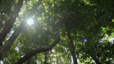 Akşamüstü güneşli yemyeşil ağaçların dibine. Ağaçların gölgesinin altındaki tropikal ormanda yürüyorum. Yaz arkaplanı.