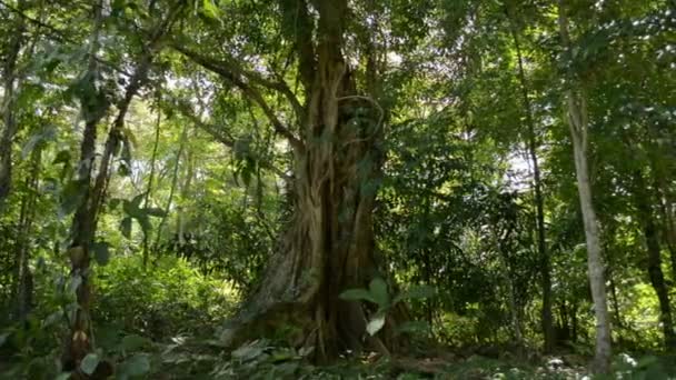 Panning Shot Large Banyan Tree Growing Tropical Forest Sunlight Summer — Video