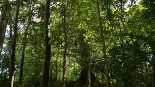Walking Tropical Forest Dense Lush Foliage Trees Sunlight Jungle Adventure — Stockvideo