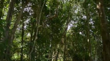 Yeşil ağaçların gölgesinde tropikal ormanlarda yürüyorum. Pov atışı. Yaz ormanı macerası.