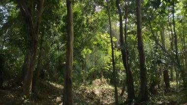 Güneş ışığı altında yemyeşil ağaçlarla tropikal ormanlarda dolaşmak. Yaz boyunca ilerlemek ve ormanlık alanda keşif yapmak. Orman macerası.