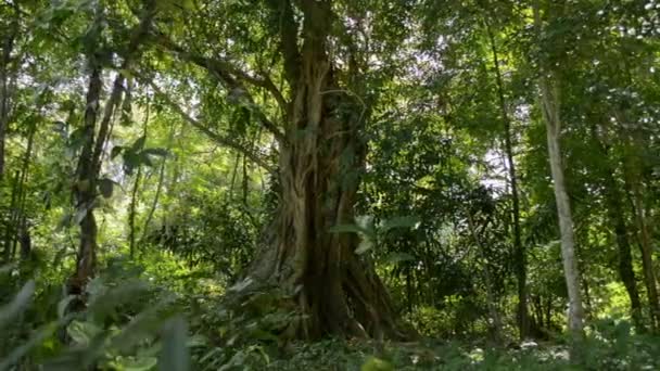 Walking Huge Majestic Banyan Tree Tropical Rainforest Scenic Nature Lush — Video Stock