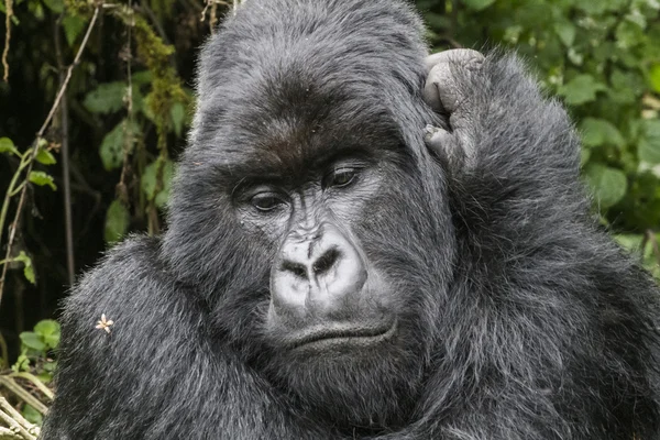 Gorilla3 — Stockfoto