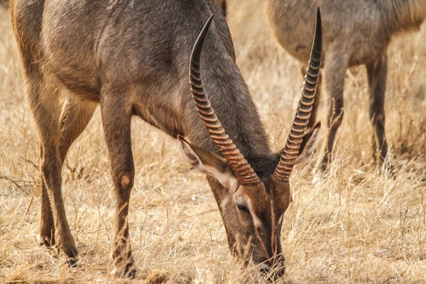 Horn — Stockfoto