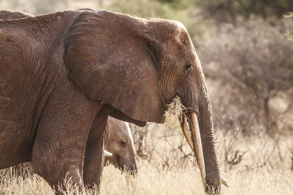 Elephant 6 — Stock Photo, Image