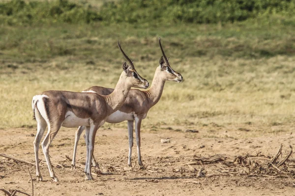 Antilope1 — Foto Stock