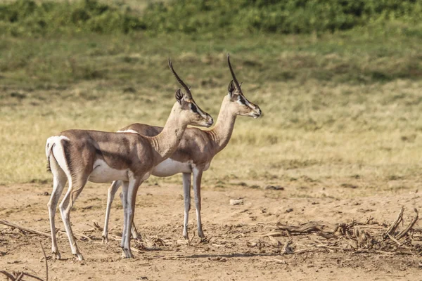 Antilope1 — Fotografia de Stock