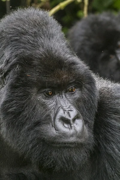 Gorilla11 — Stockfoto