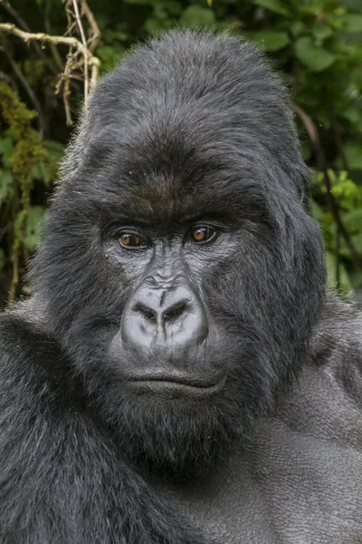 Gorilla16 — Stockfoto
