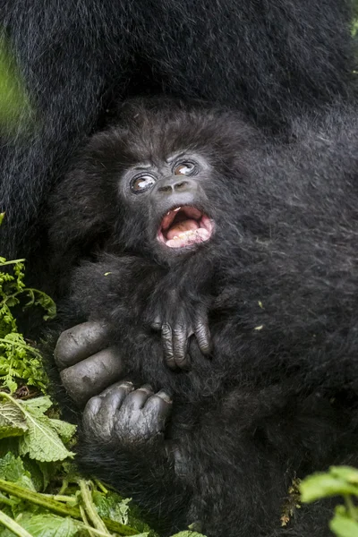 Gorilla24 — стоковое фото