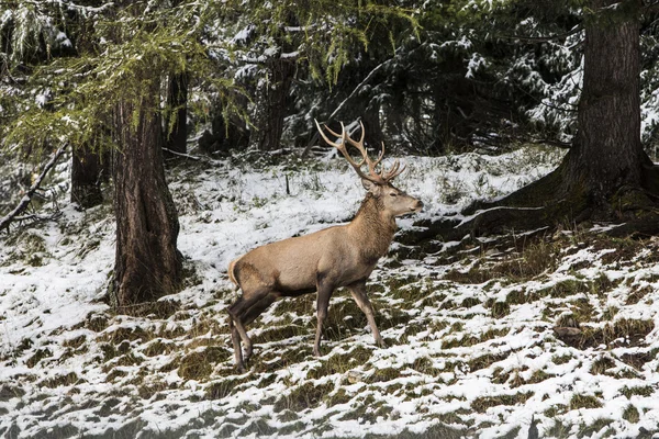 Anterselva — Foto Stock