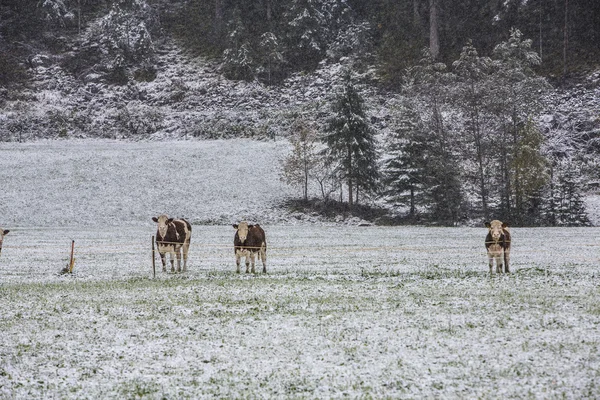 Anterselva — Stok fotoğraf