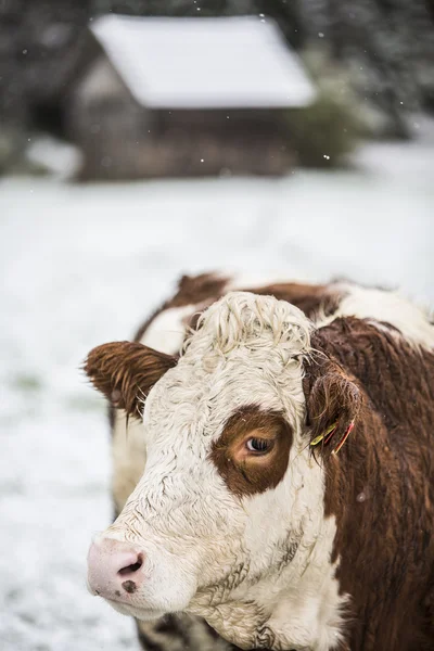 Anterselva — Stock Photo, Image