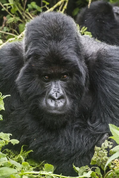 Gorilla14 — Stock Photo, Image