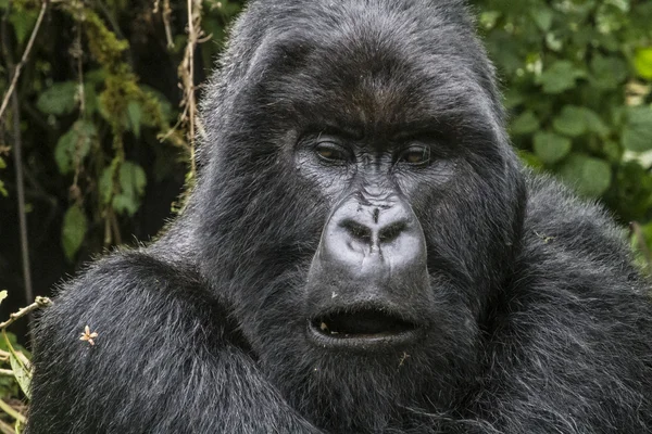 Gorilla17 — стоковое фото