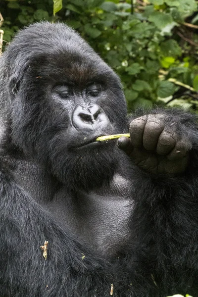 Gorilla — Stock Photo, Image