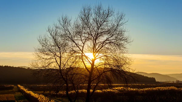 Gün batımını çıplak ağaca — Stok fotoğraf