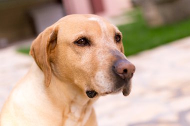 labrador köpek mesafe içine arıyorum