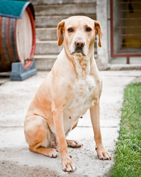 家族のペット、ラブラドール犬が座っていると待っています。 — ストック写真