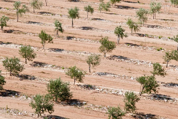 Оливковые плантации летом в Далмации — стоковое фото