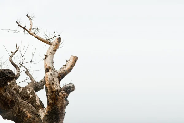 Rami di alberi che crescono — Foto Stock