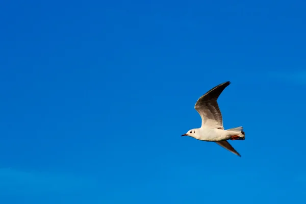 Meeuwen in vlucht op blauwe hemel — Stockfoto