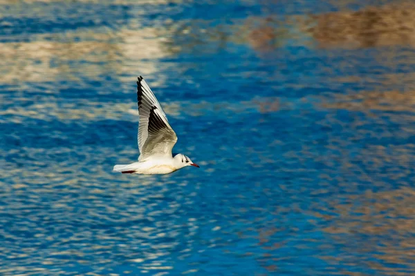 Gull in flight over the river — Stock Photo, Image