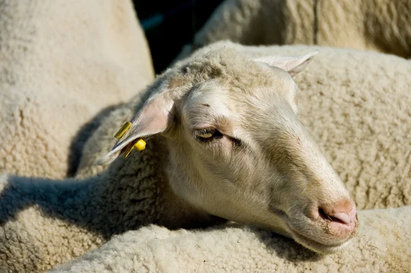 Foto de una oveja en una manada — Foto de Stock