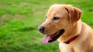 Labrador retriever köpek mesafe seyir çayırda