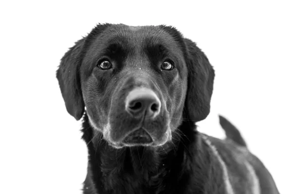 Black Labrador Retriever. Ritratto di cane su sfondo bianco . — Foto Stock