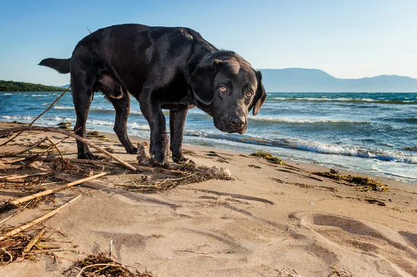 Black labrador looks puzzled at the beach by the sea. — Stock Photo, Image