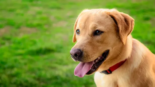 Pes Labrador retriever v louce v dálce — Stock fotografie