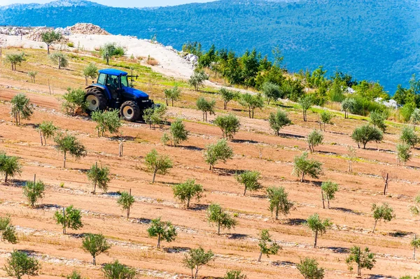 Τρακτέρ όργωμα ελαιώνες, δίπλα στη θάλασσα σε Δαλματία — Φωτογραφία Αρχείου