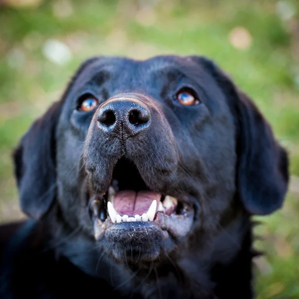 Портрет веселого домашнего собачьего лабрадора ретривера на улице — стоковое фото