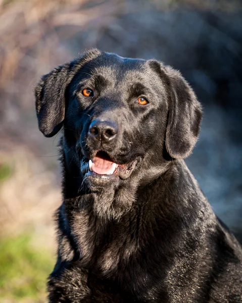 陽気な国内犬ラブラドル ・ レトリーバー犬屋外の肖像画 — ストック写真