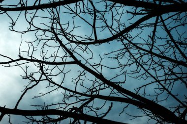 Mavi gökyüzüne karşı bir ağacın çıplak dalları. Karanlık ve karamsar. Belirsiz.