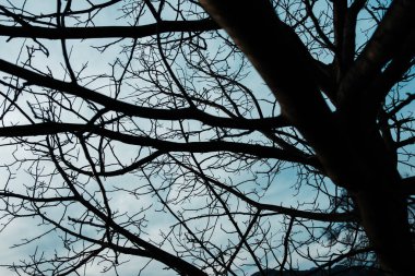 Mavi gökyüzüne karşı bir ağacın çıplak dalları. Karanlık ve karamsar. Belirsiz.