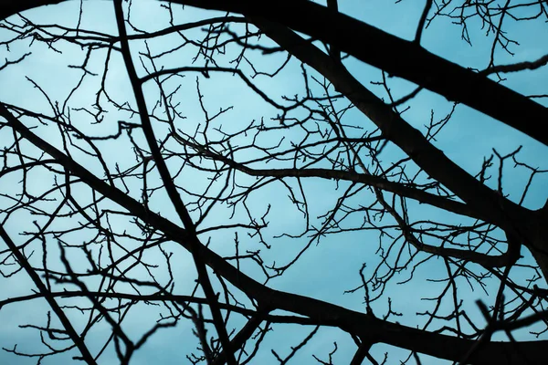 Ramos Nus Uma Árvore Contra Céu Azul Fecham Escuro Mal — Fotografia de Stock
