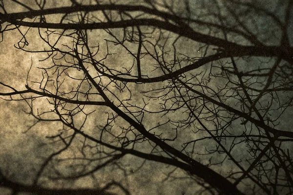 Nackte Äste Eines Baumes Vor Blauem Himmel Aus Nächster Nähe — Stockfoto