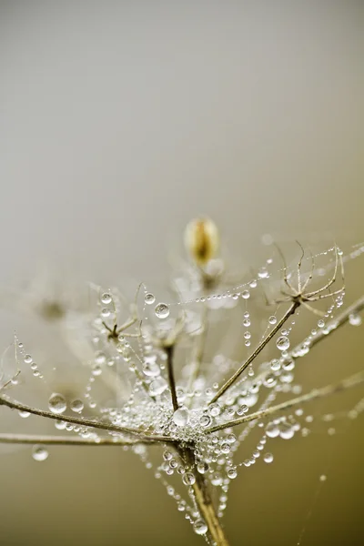 Gotas de lluvia. — Foto de Stock